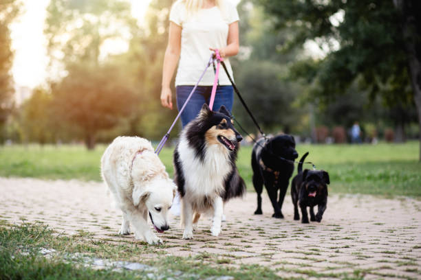 dog walker enjoying outdoors in park with group of dogs.